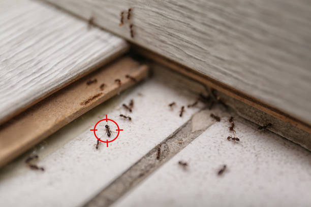 Best Affordable Exterminators  in Crump, TN